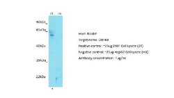 DBF4B Antibody, Novus Biologicals 100 &mu;L; Unconjugated:Antibodies, Polyclonal